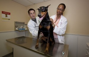 veterinarians-739252_640